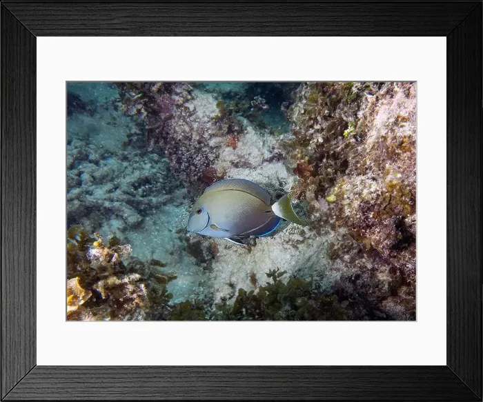Framed Print : An Ocean Surgeonfish (Acanthurus bahianus) in Punta Cana, Dominican Republic Framed Print : An Ocean Surgeonfish (Acanthurus bahianus) in Punta Cana, Dominican Republic