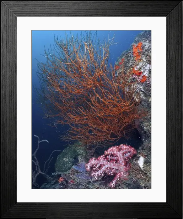 Framed Print : An orange-coloured Black coral (Antipathes dichotoma) rises in front of a rocky outcrop in the ocean
