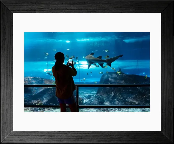 Framed Print : Woman recording video or photographing shark in huge aquarium Framed Print : Woman recording video or photographing shark in huge aquarium