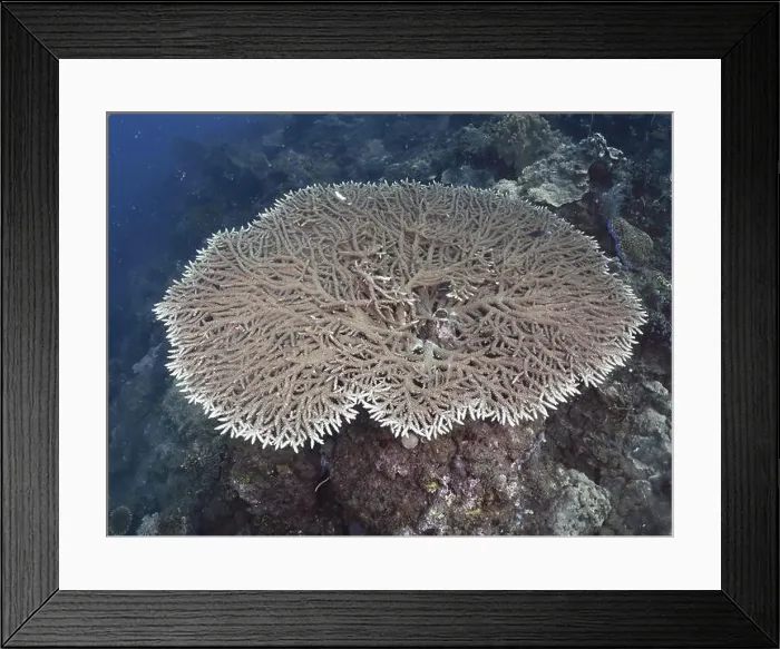 Framed Print : A large table coral (Acropora hyacinthus) on a seabed surrounded by water Framed Print : A large table coral (Acropora hyacinthus) on a seabed surrounded by water