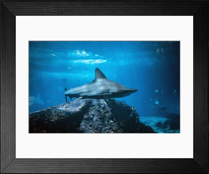 Framed Print : A shark swims underwater near a coral reef Framed Print : A shark swims underwater near a coral reef