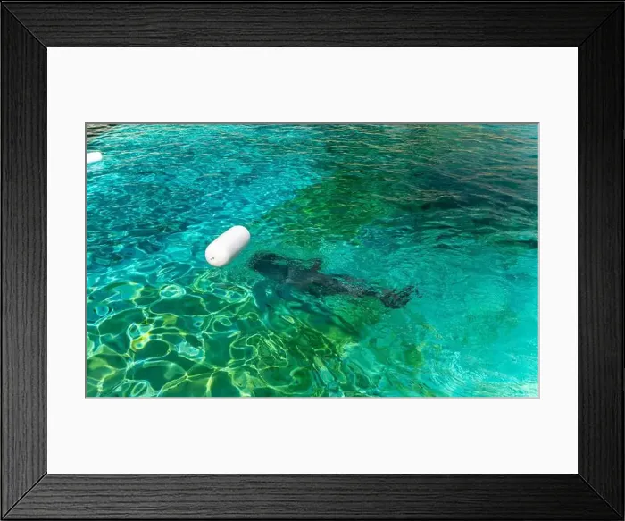 Framed Print : Dolphin swims underwater. Dolphin show Framed Print : Dolphin swims underwater. Dolphin show