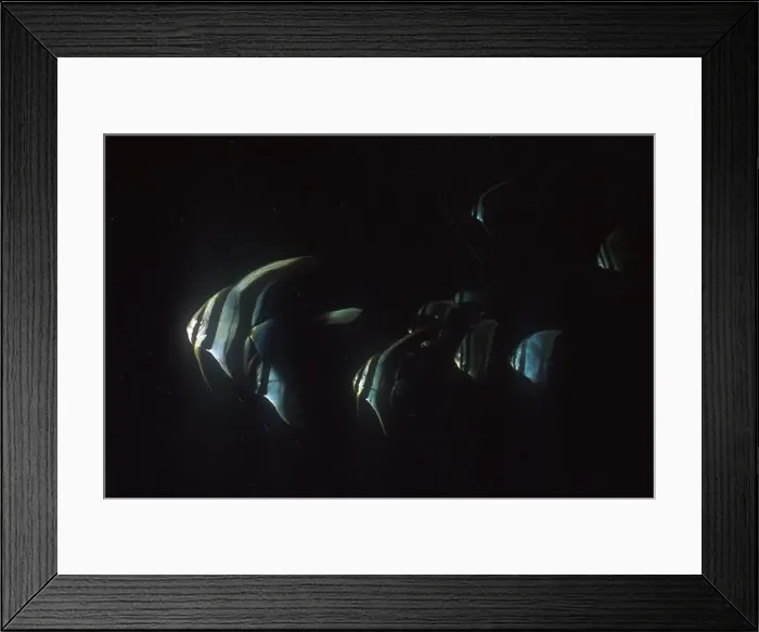 Framed Print : Blunthead Batfish, Platax teira, Nudi Falls dive site, Lembeh Straits, Sulawesi, Indonesia Framed Print : Blunthead Batfish, Platax teira, Nudi Falls dive site, Lembeh Straits, Sulawesi, Indonesia