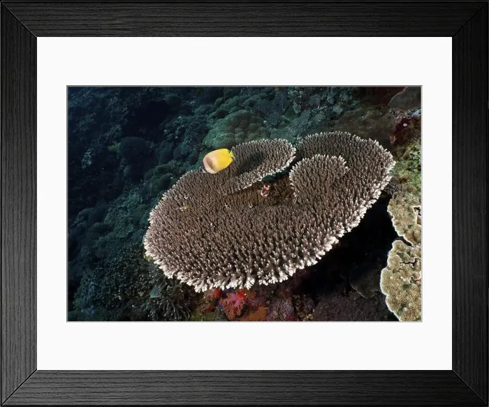 Framed Print : Table coral (Acropora hyacinthus) with yellow Sunburst Butterflyfish (Chaetodon kleinii) Framed Print : Table coral (Acropora hyacinthus) with yellow Sunburst Butterflyfish (Chaetodon kleinii)