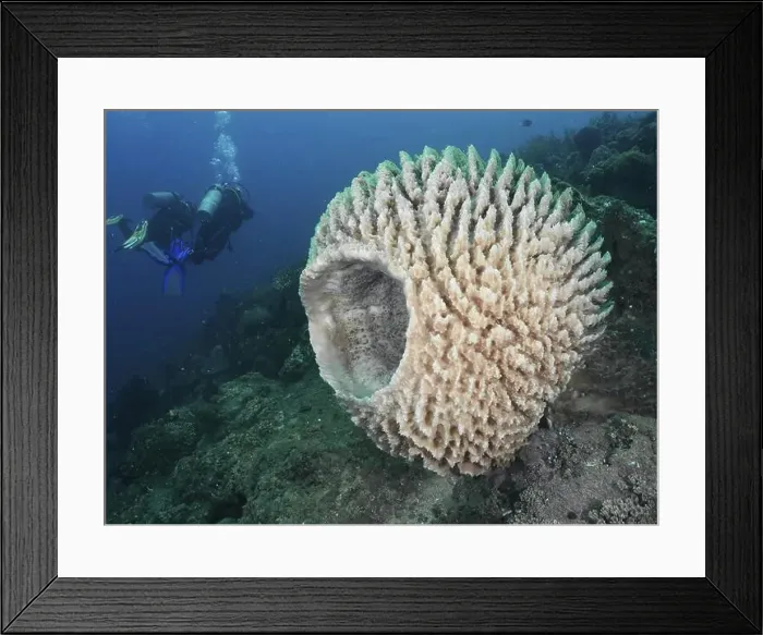 Framed Print : Diver exploring large light-coloured sponge Framed Print : Diver exploring large light-coloured sponge