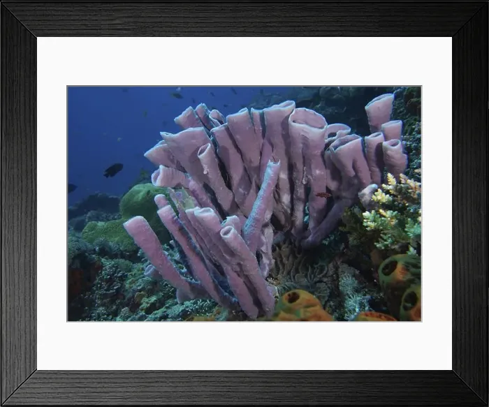 Framed Print : Purple large tubular sponge (Haliclona (Reniera) fascigera) contrasts with the blue underwater world Framed Print : Purple large tubular sponge (Haliclona (Reniera) fascigera) contrasts with the blue underwater world