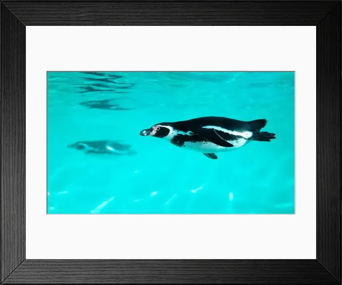 Framed Print : The penguin swims underwater in the sea Framed Print : The penguin swims underwater in the sea