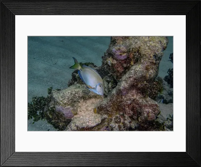 Framed Print : An Ocean Surgeonfish (Acanthurus bahianus) in Punta Cana, Dominican Republic