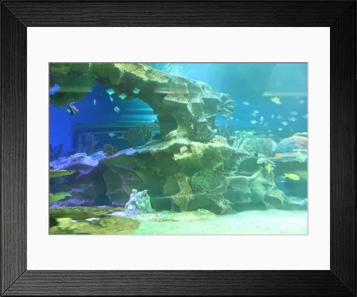 Framed Print : Heniochus acuminatus fish swims in the water side view. Life in an aquarium Framed Print : Heniochus acuminatus fish swims in the water side view. Life in an aquarium