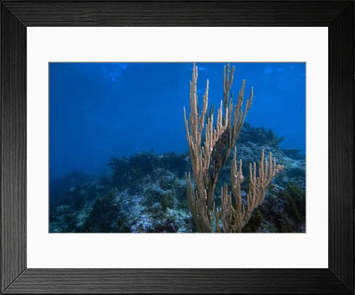 Framed Print : Soft coral in the Caribbean Sea Framed Print : Soft coral in the Caribbean Sea