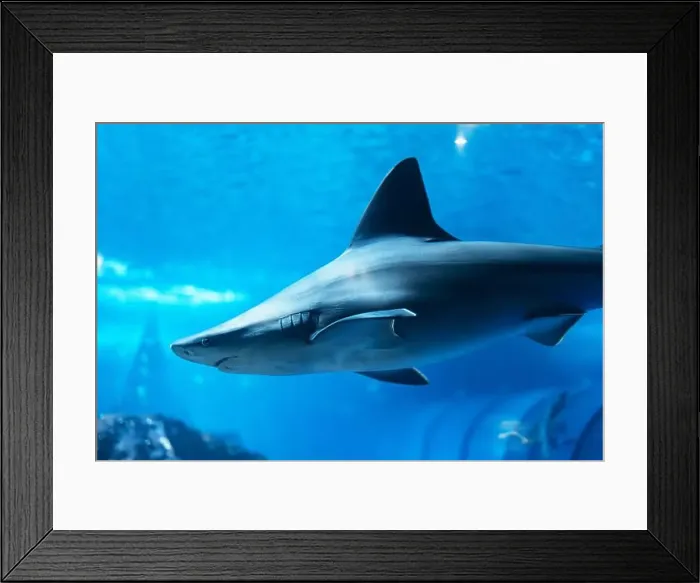 Framed Print : A shark swims underwater near a coral reef Framed Print : A shark swims underwater near a coral reef