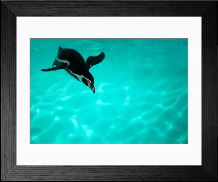 Framed Print : The penguin swims underwater in the sea Framed Print : The penguin swims underwater in the sea
