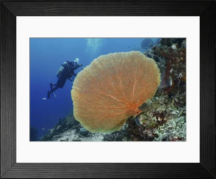 Framed Print : Diver exploring a large giant fan coral (Annella mollis) in the deep sea Framed Print : Diver exploring a large giant fan coral (Annella mollis) in the deep sea