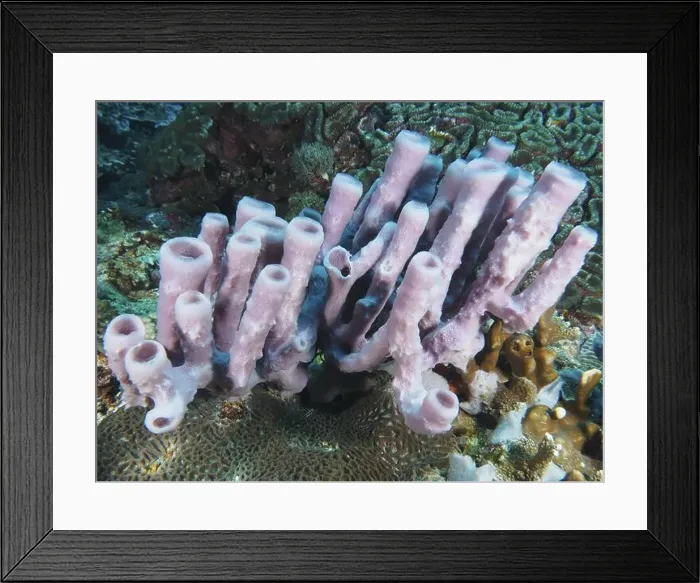 Framed Print : Pale purple big tube sponge (Haliclona (Reniera) fascigera) rises from the seascape Framed Print : Pale purple big tube sponge (Haliclona (Reniera) fascigera) rises from the seascape