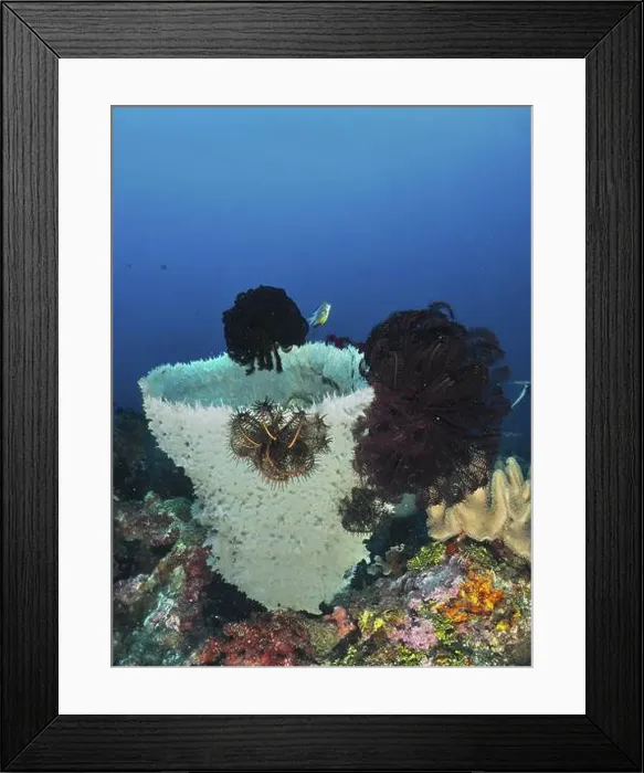 Framed Print : Spiny tube sponge (Callyspongia (Cladochalina) aerizusa) with black feather stars Framed Print : Spiny tube sponge (Callyspongia (Cladochalina) aerizusa) with black feather stars