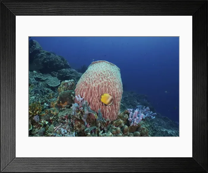 Framed Print : Coral reef with yellow fish and Barrel sponge Framed Print : Coral reef with yellow fish and Barrel sponge