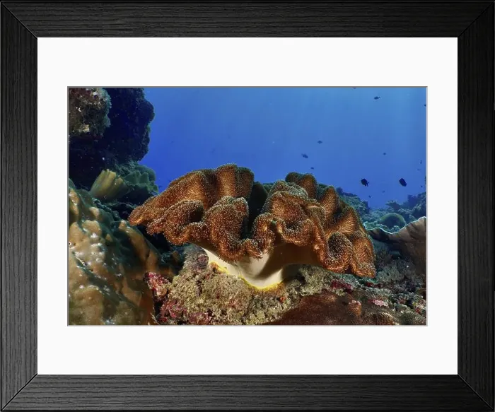 Framed Print : Dark brown mushroom leather coral (Sarcophyton glaucum) with roundish shape in a blue underwater environment Framed Print : Dark brown mushroom leather coral (Sarcophyton glaucum) with roundish shape in a blue underwater environment