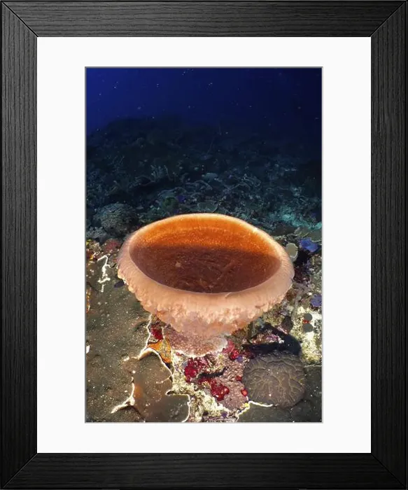 Framed Print : Barrel sponge, barrel sponge (Xestospongia testudinaria) in a detailed underwater landscape Framed Print : Barrel sponge, barrel sponge (Xestospongia testudinaria) in a detailed underwater landscape