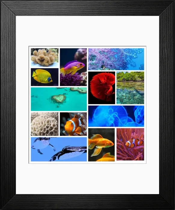 Framed Print : collage of images of the water world Framed Print : collage of images of the water world