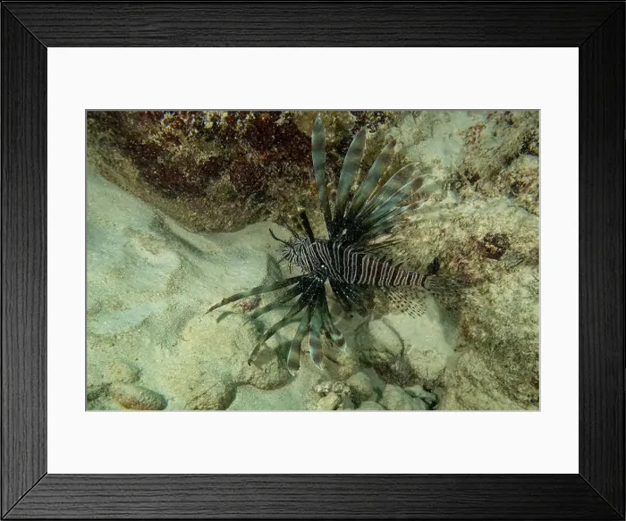 Framed Print : A Common Lionfish (Pterois volitans) in the Caribbean Sea Framed Print : A Common Lionfish (Pterois volitans) in the Caribbean Sea