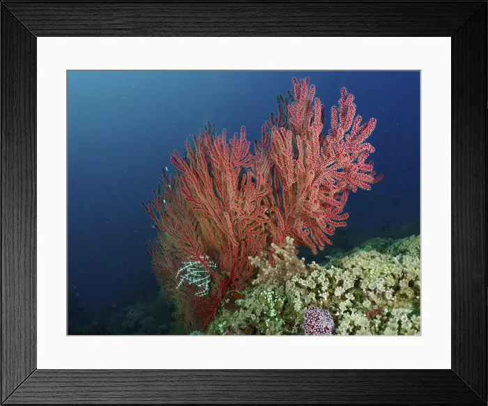 Framed Print : Red knot fan (Melithaea ochracea) amidst a diverse coral reef in the deep blue ocean Framed Print : Red knot fan (Melithaea ochracea) amidst a diverse coral reef in the deep blue ocean