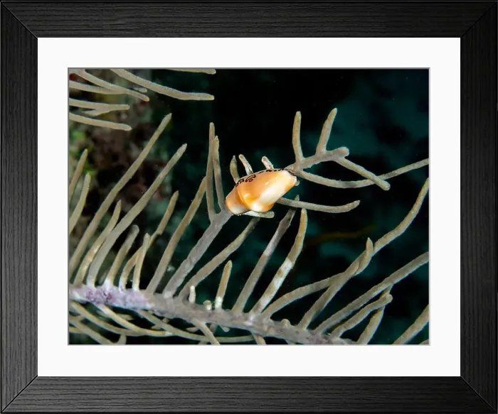 Framed Print : A Flamingos Tongue snail (Cyphoma gibbosum) in Punta Cana, Dominican Republic Framed Print : A Flamingos Tongue snail (Cyphoma gibbosum) in Punta Cana, Dominican Republic