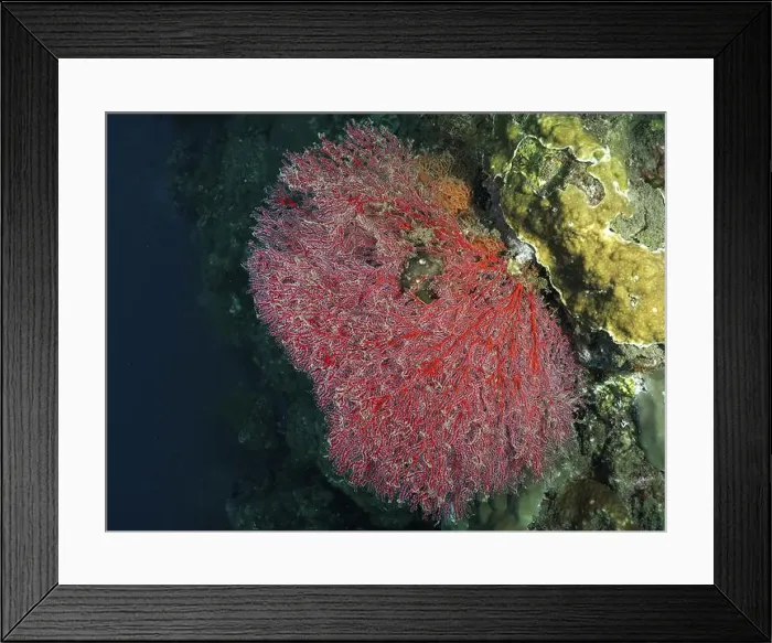 Framed Print : A red knotted fan (Melithaea ochracea) spreads out on a coral reef in the deep ocean