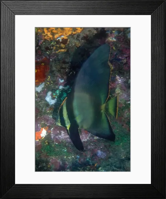Framed Print : Sub-adult Pinnate Spadefish, Platax pinnatus, Nudi Falls dive site, Lembeh Straits, Sulawesi, Indonesia Framed Print : Sub-adult Pinnate Spadefish, Platax pinnatus, Nudi Falls dive site, Lembeh Straits, Sulawesi, Indonesia