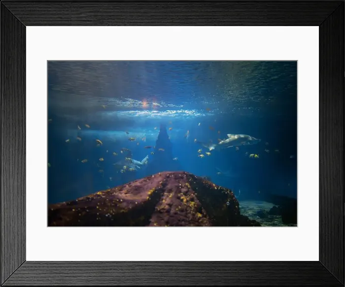 Framed Print : Underwater world. Coral reef with fish Framed Print : Underwater world. Coral reef with fish