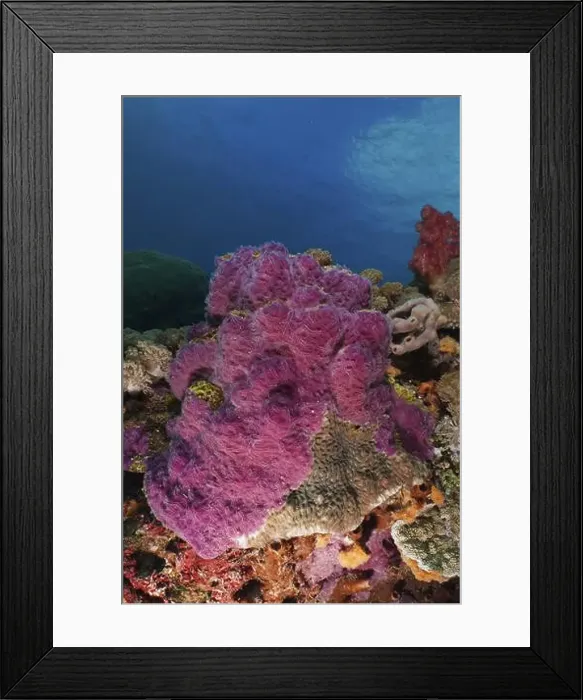 Framed Print : Bright purple ray sponge (Chalinula nematifera) in the turquoise blue water of the ocean Framed Print : Bright purple ray sponge (Chalinula nematifera) in the turquoise blue water of the ocean