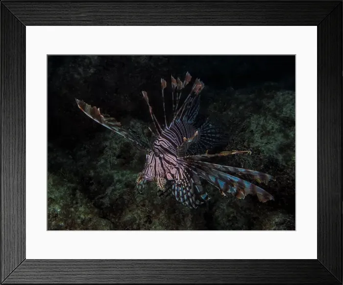 Framed Print : A Common Lionfish (Pterois volitans) in the Caribbean Sea Framed Print : A Common Lionfish (Pterois volitans) in the Caribbean Sea
