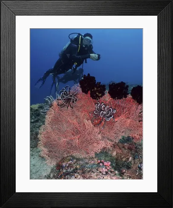 Framed Print : A female diver explores a coral reef with red knot fan (Melithaea ochracea) Framed Print : A female diver explores a coral reef with red knot fan (Melithaea ochracea)