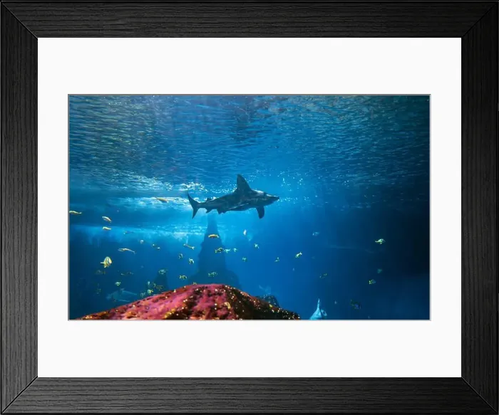 Framed Print : A shark swims underwater near a coral reef Framed Print : A shark swims underwater near a coral reef