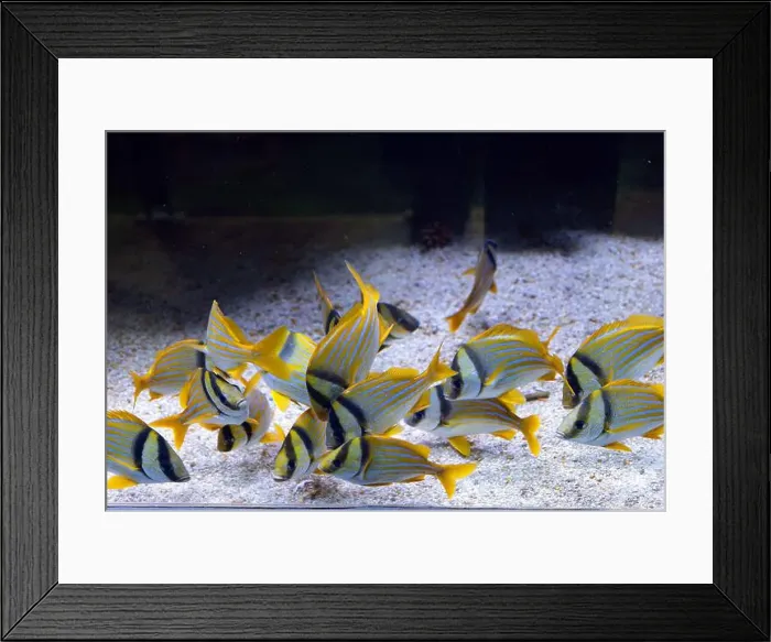 Framed Print : Atlantic porkfish sweetlips in aquarium. Anisotremus virginicus Framed Print : Atlantic porkfish sweetlips in aquarium. Anisotremus virginicus