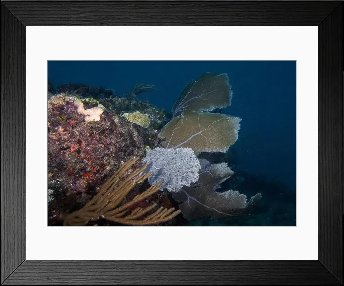 Framed Print : Soft coral in the Caribbean Sea