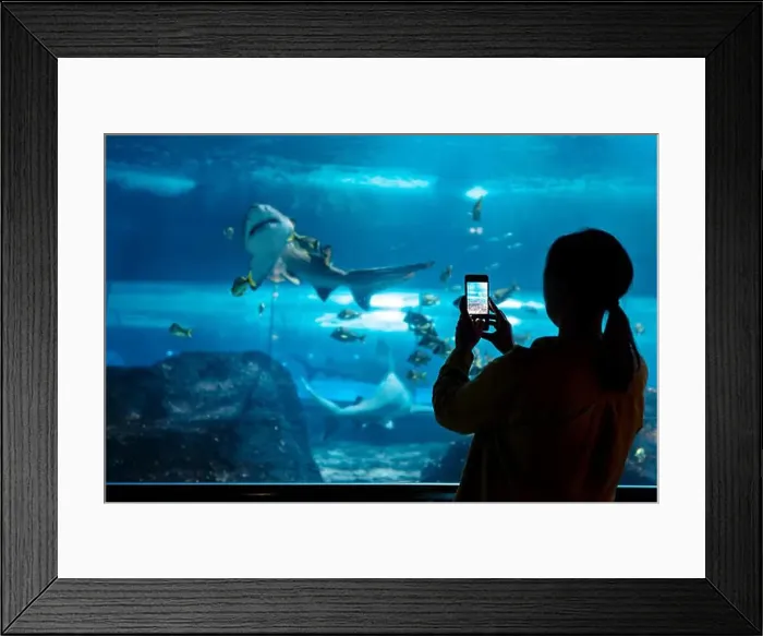 Framed Print : Woman recording video or photographing shark in huge aquarium