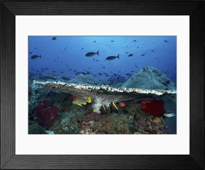 Framed Print : Various fish seek shelter under a large table coral (Acropora hyacinthus) in a blue underwater landscape Framed Print : Various fish seek shelter under a large table coral (Acropora hyacinthus) in a blue underwater landscape