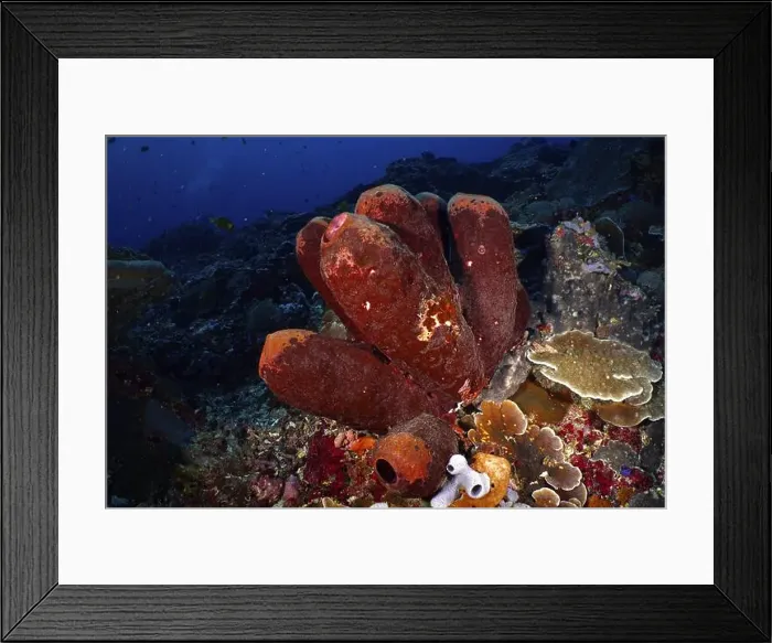 Framed Print : Brown tube sponge (Porifera) in a dark