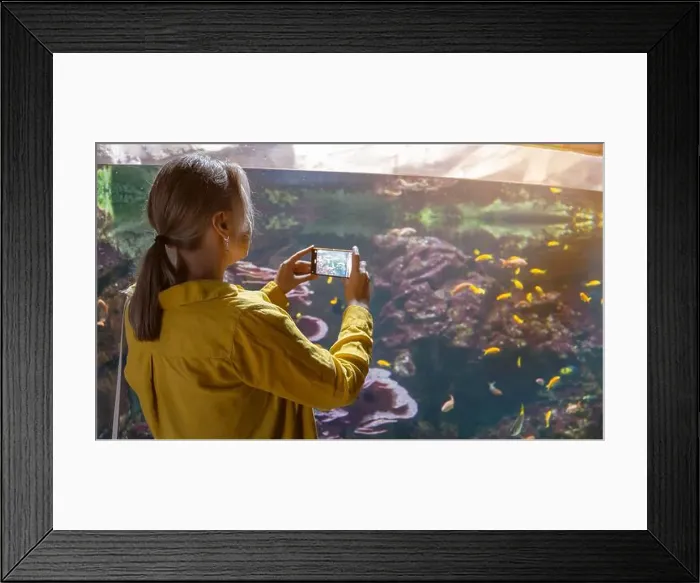 Framed Print : Woman recording video or photographing fishes in the aquarium Framed Print : Woman recording video or photographing fishes in the aquarium