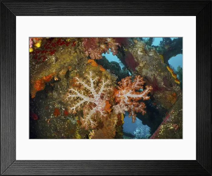 Framed Print : Colourful Klunzinger's tree coral (Dendronephthya klunzingeri) in a wreck Framed Print : Colourful Klunzinger's tree coral (Dendronephthya klunzingeri) in a wreck