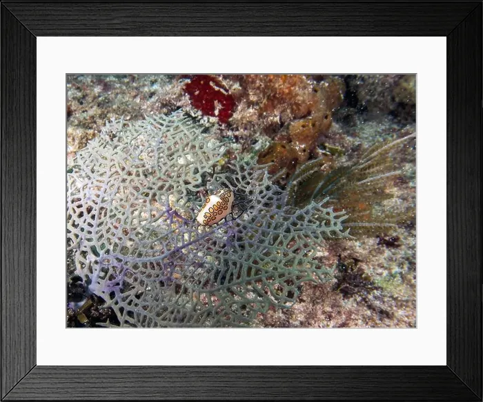 Framed Print : A Flamingos Tongue snail (Cyphoma gibbosum) in Punta Cana, Dominican Republic