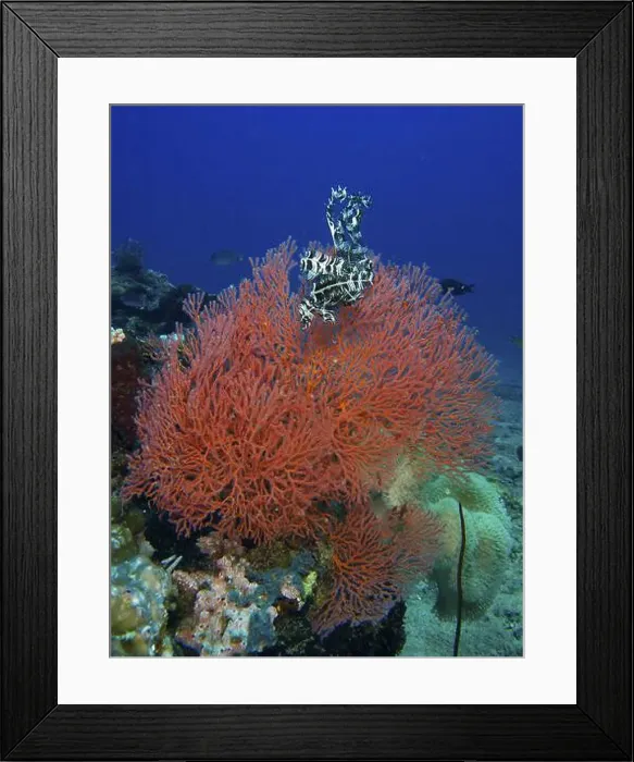 Framed Print : A Red feather star sits on bright red coral Framed Print : A Red feather star sits on bright red coral