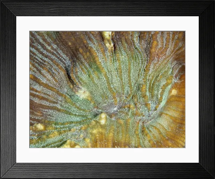 Framed Print : Close-up of a bulging coral (Open brain coral) with green and brown colour nuances Framed Print : Close-up of a bulging coral (Open brain coral) with green and brown colour nuances