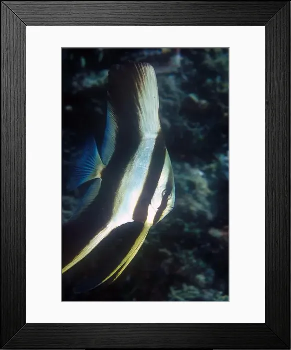 Framed Print : Blunthead Batfish, Platax teira, Hairball dive site, Lembeh Straits, Sulawesi, Indonesia Framed Print : Blunthead Batfish, Platax teira, Hairball dive site, Lembeh Straits, Sulawesi, Indonesia