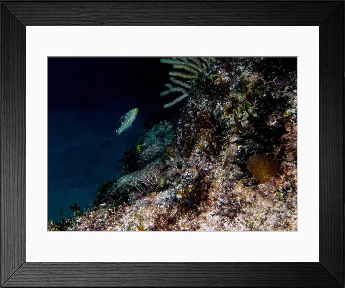 Framed Print : A juvenile Puddingwife Wrasse (Halichoeres radiatus) in Punta Cana, Dominican Republic Framed Print : A juvenile Puddingwife Wrasse (Halichoeres radiatus) in Punta Cana, Dominican Republic