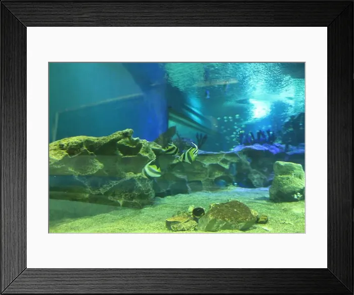 Framed Print : Heniochus acuminatus fish in the aquarium side view. Keeping fish Framed Print : Heniochus acuminatus fish in the aquarium side view. Keeping fish