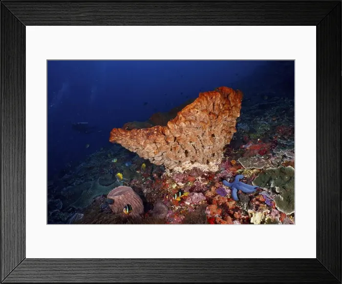 Framed Print : Luminous Barrel sponge, barrel sponge (Xestospongia testudinaria) with blue starfish and fish Framed Print : Luminous Barrel sponge, barrel sponge (Xestospongia testudinaria) with blue starfish and fish