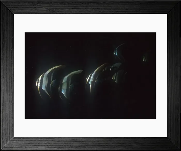 Framed Print : Blunthead Batfish, Platax teira, Nudi Falls dive site, Lembeh Straits, Sulawesi, Indonesia Framed Print : Blunthead Batfish, Platax teira, Nudi Falls dive site, Lembeh Straits, Sulawesi, Indonesia