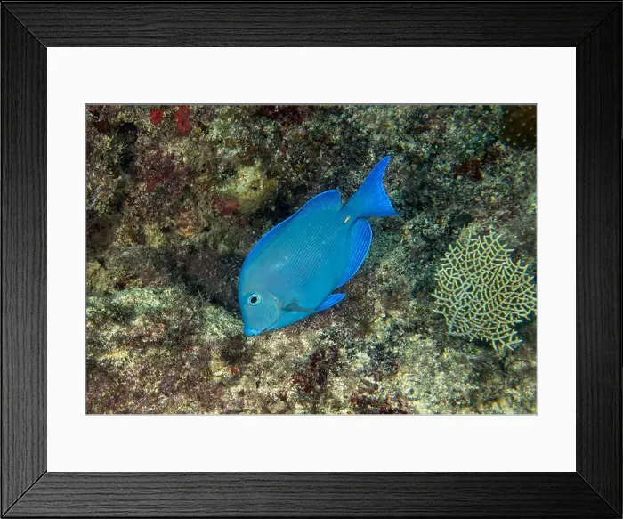 Framed Print : A Blue Tang (Acanthurus coeruleus) in Punta Cana, Dominican Republic Framed Print : A Blue Tang (Acanthurus coeruleus) in Punta Cana, Dominican Republic