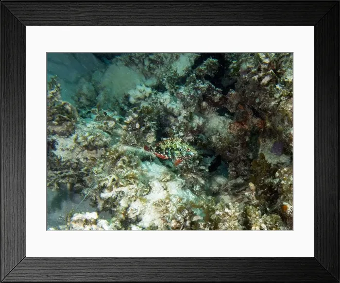 Framed Print : A Redband Parrotfish (Sparisoma aurofrenatum) in Punta Cana, Dominican Republic Framed Print : A Redband Parrotfish (Sparisoma aurofrenatum) in Punta Cana, Dominican Republic